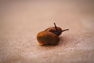 Close-up of snail