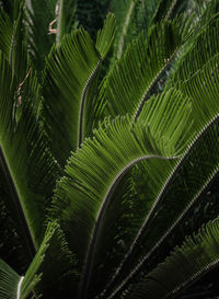 Full frame shot of palm tree leaves