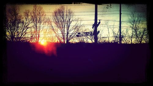 Silhouette of trees at sunset