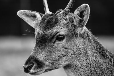 Close-up of horse