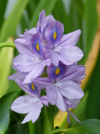 Close-up of purple flowers blooming