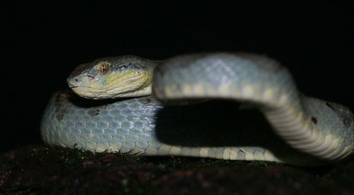 Close-up of snake against black background