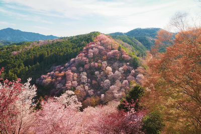 Mt. yoshino cherry blossoms