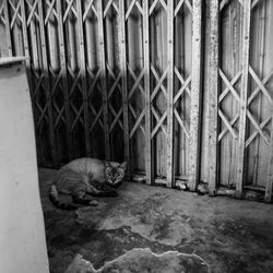 Cat sleeping outside house