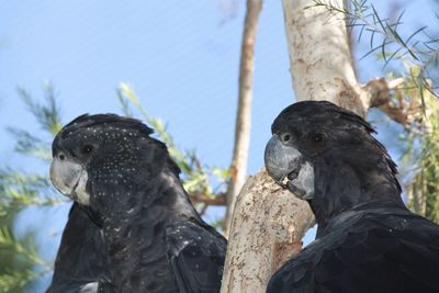 Low angle view of bird on tree trunk