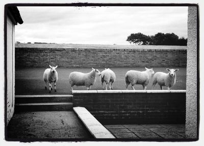 Flock of sheep against cloudy sky