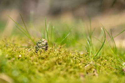 Close-up of grass on field