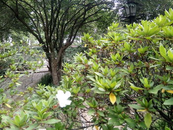 Close-up of flowering plant against trees