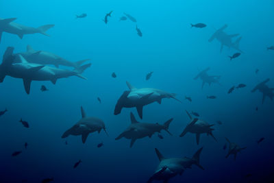 Flock of fish swimming in sea