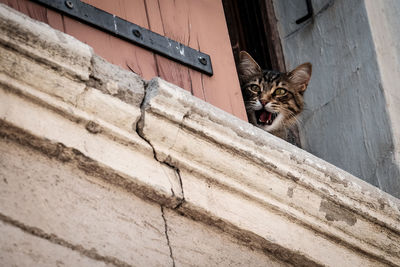 Low angle view of cat looking through window