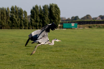 Close-up of bird flying over field