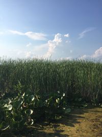 Tall grasses and lillies growing on wetland against sky