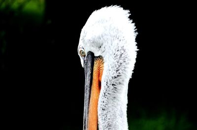 Close-up of swan