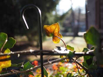 Close-up of plant against blurred background