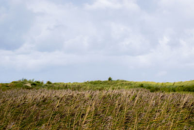 Scenic view of wheat field against sky