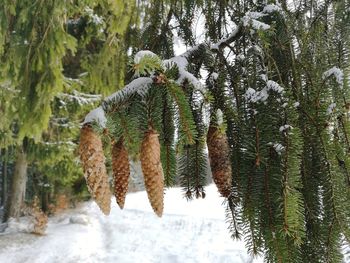 Pine tree in forest during winter