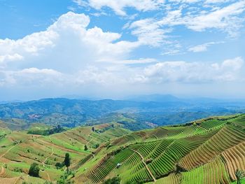 Scenic view of agricultural field against sky