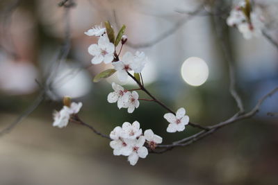 Close-up of white cherry blossom tree