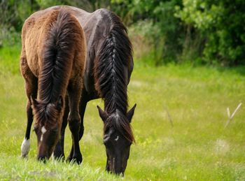 Horses grazing in a field