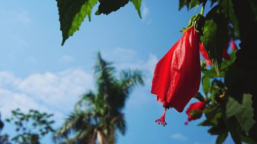 Low angle view of red flower against sky