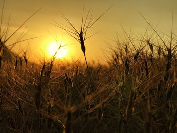 Close-up of wheat field at sunset