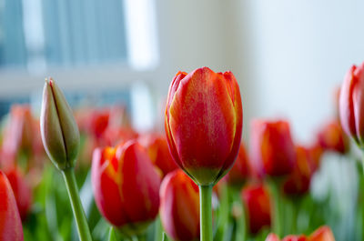 Close-up of red tulips