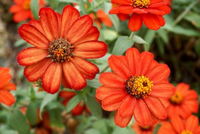 Close-up of red and orange flowers