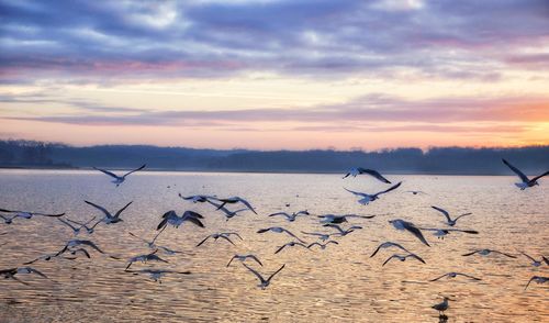 Seagulls flying over sea against sky during sunset