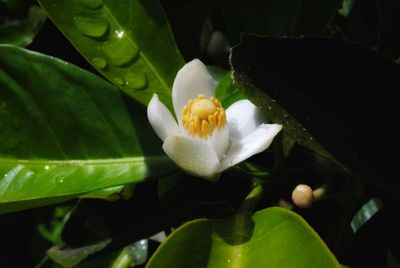Close-up of white flowering plant