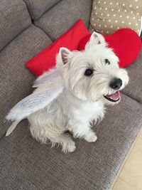 High angle view of dog on sofa at home