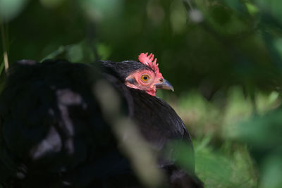 Close up portrait of the red face of a small black pekin bantam pure bred pet chicken