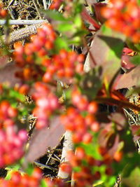 Close-up of red berries on tree