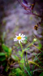 Close-up of purple flowering plant on field