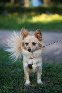 Portrait of dog on field