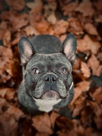 High angle portrait of a dog