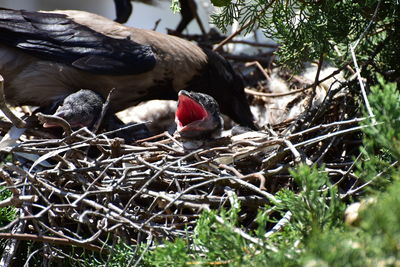 View of birds in nest