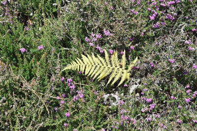 High angle view of purple flowering plants on field