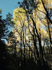 Low angle view of trees in forest against sky