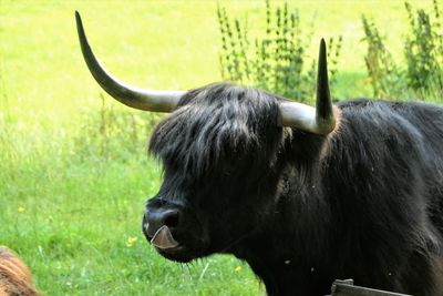 Close-up of a highland cow on field.