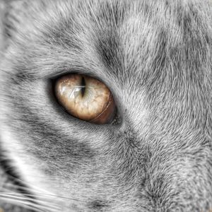 Close-up portrait of cat