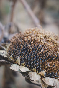 Close-up of dried leaf on plant