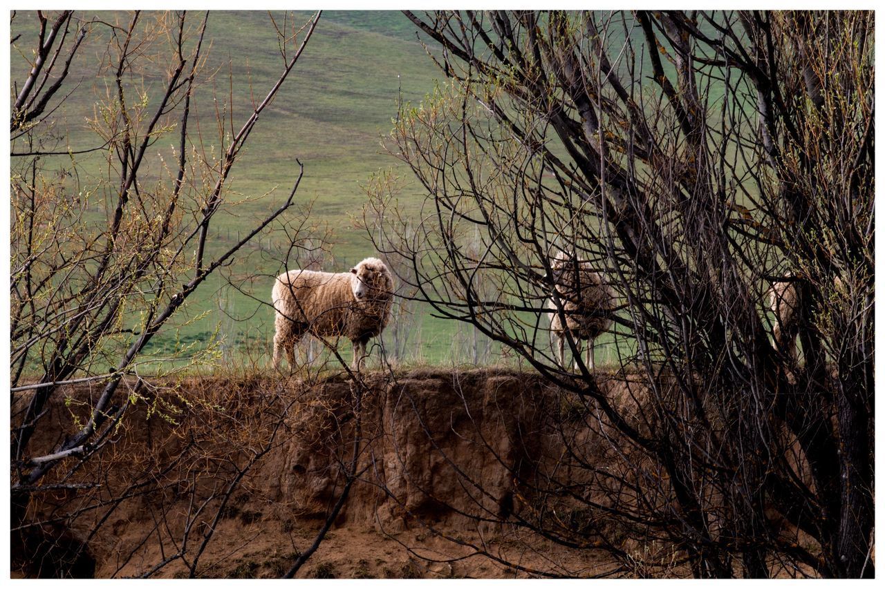 VIEW OF ANIMAL ON LAND