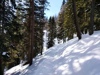 Pine trees in forest during winter