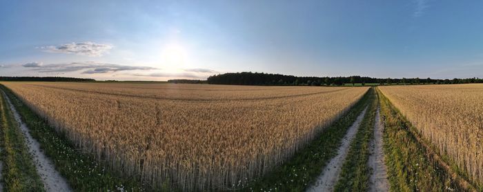 Scenic view of agricultural field against sky