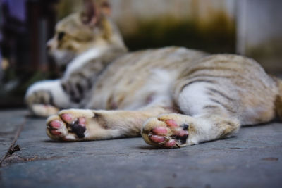 Close-up of cat sleeping on footpath