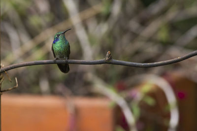 Close-up of bird perching on branch