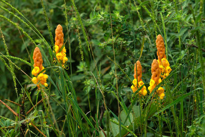 Close-up of yellow flowering plants on field