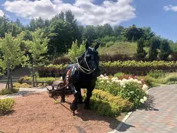 Horse in a garden