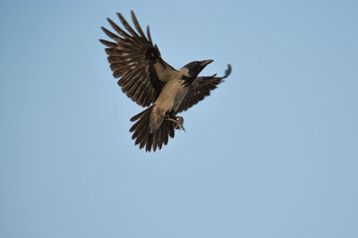 Low angle view of eagle flying against clear blue sky