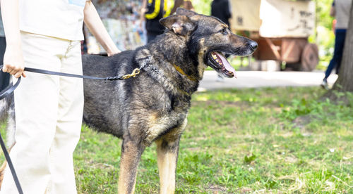 Child with german shepherd dog in the park